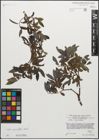 Foto von Salix myrsinifolia Salisb.